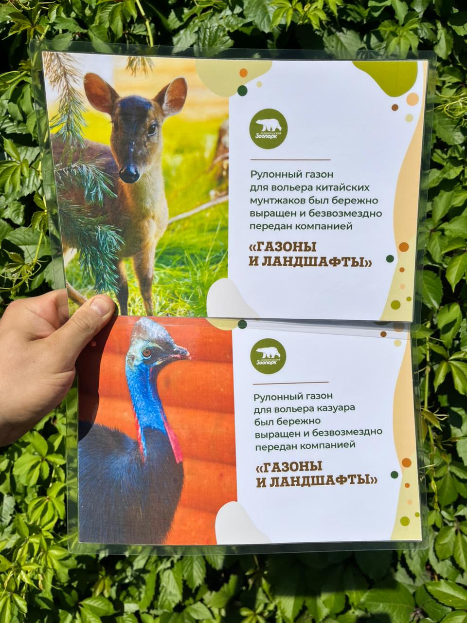 Озеленяем Ленинградский зоопарк: наш газон помогает животным перенести жару